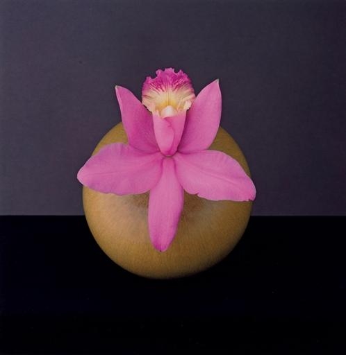 Orchid, 1987