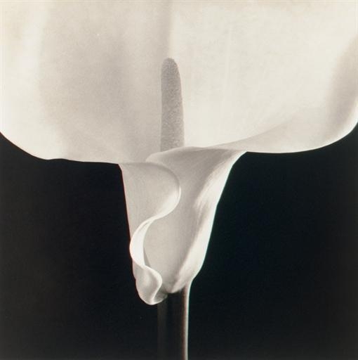 Calla Lily, 1988