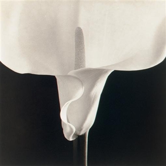 Calla Lily, 1988 - Robert Mapplethorpe