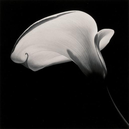 Calla Lily, 1984