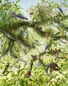 Isabella Kirkland: Nova - Feature Inc.