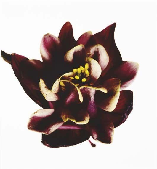 Artwork by Irving Penn, Columbine/ Aquilegia vulgaris: William Guiness, New York, Made of Pigment print