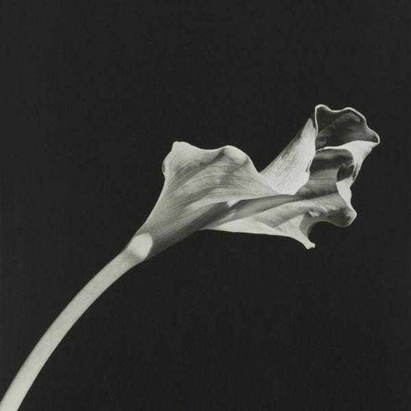 CALLA LILY by Robert Mapplethorpe, 1986