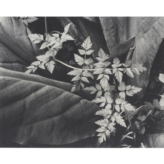 'LEAVES' by Imogen Cunningham, 1947