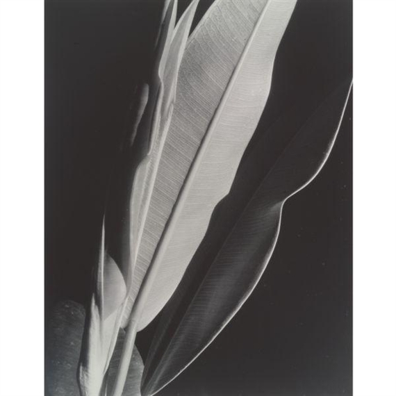 'RUBBER PLANT' by Imogen Cunningham, circa 1930