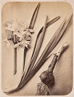 Narcissus Papyracens Gawl, ca. 1875 - Pietro Guidi