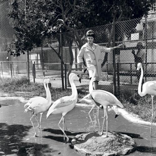 The Old Zoo in Tel Aviv by Mula Eshet, 1962