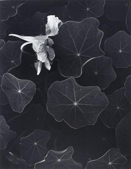 Ansel Adams | Nasturtiums, Big Sur, California, 1951 (1970) | MutualArt