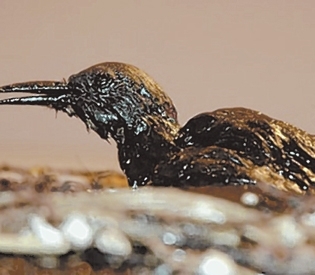 Artist puts tragedy of Gulf oil spill on display