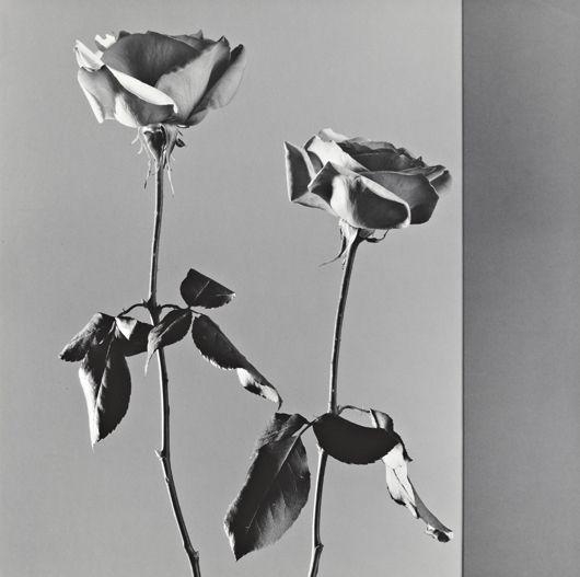 Artwork by Robert Mapplethorpe, Roses, 1988, Made of Gelatin silver print