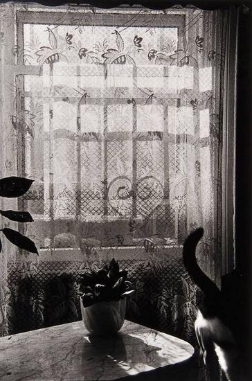 Nora’s tail by Sylvia Plachy, 1988