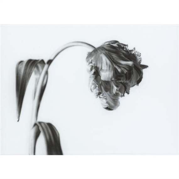 ESTELLA RIJNVELD (PARROT) by Jason Brooks, 2000