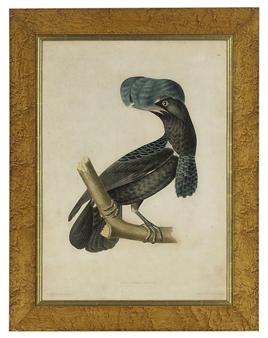 Cephalopterus Ornatus; Caprimulgus Psalurus; and Picus Erythrocaster - Jean Théodore Descortilz