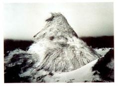 Mason Bay #09, Stewart Island 1988 by Wayne Barrar, 1988