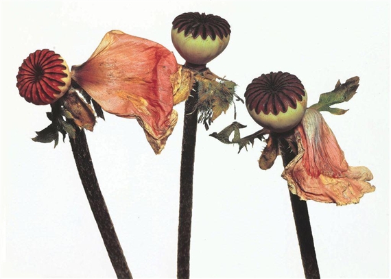 Three Single Oriental Poppies, New York, 1968