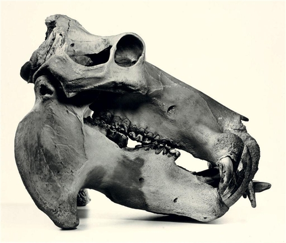 Hippopotamus (Neg. No. 17B), 1986