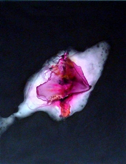 REVERENCE # 28 - Sande Waters