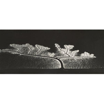 REFLECTION OF THE SUN ON DENDRITIC FLOW, SAN FRANCISCO BAY, CALIFORNIA - William Garnett