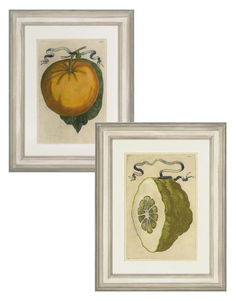 Botanical studies of Citrus Fruit, from Hesperides by Giovanni Battista Ferrari, 1646