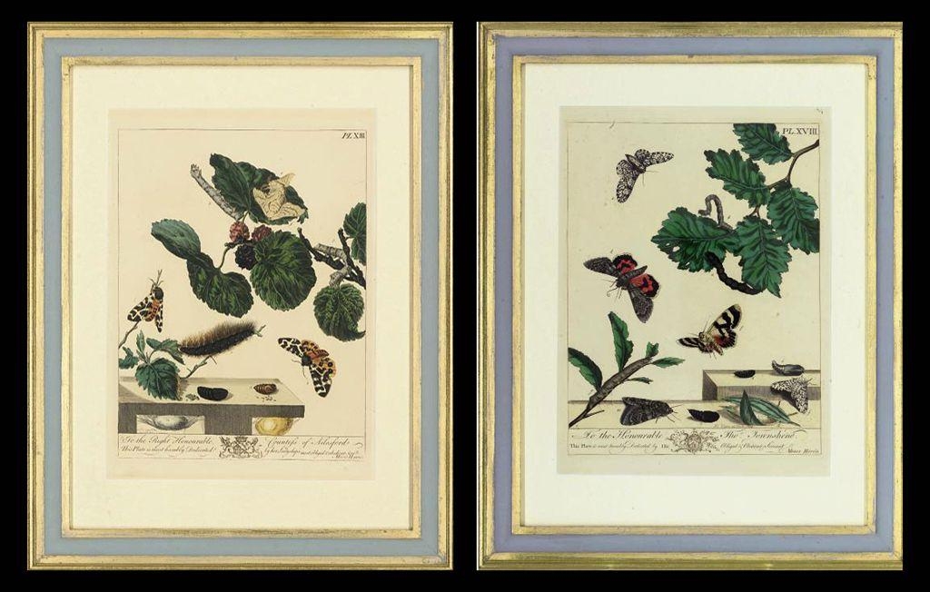 Moses Harris | Studies of Insects, from The Aurelian. A Natural History ...