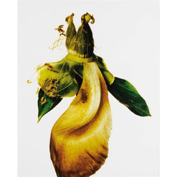 Peony/ Paeonia: Silverdawn, New York 2006 by Irving Penn, printed 2006