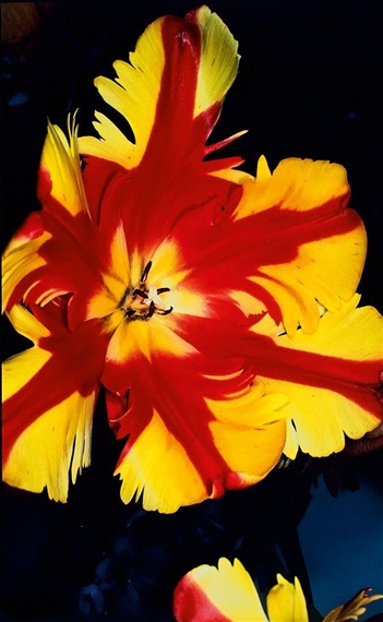 FLOWER by Nobuyoshi Araki, 1995–2000