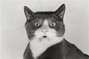 FROM THE SERIES ERNIE 1980–1983 - Tony Mendoza