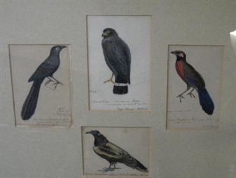 12 works: Bird Studies - Heinrich G. L. Reichenbach