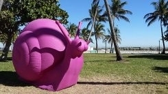 Giant pink snails take over Miami Beach (video)