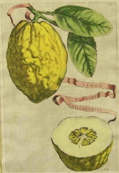 2 Works: Botanical studies of Citrus Fruit, from Hesperides by Giovanni Battista Ferrari, 1646