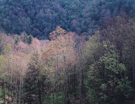 "G.S.M.N.P." [Great Smokey Mountain National Park] by Eliot Porter, 1968