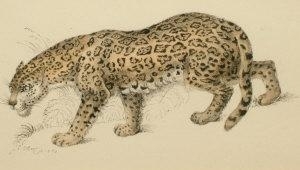 A Leopard - H. Drummond