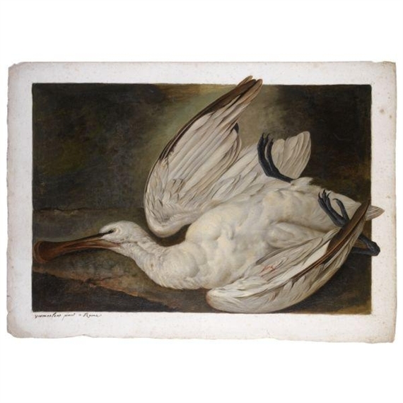A DEAD SPOONBILL by Jacob Xaver Vermoelen