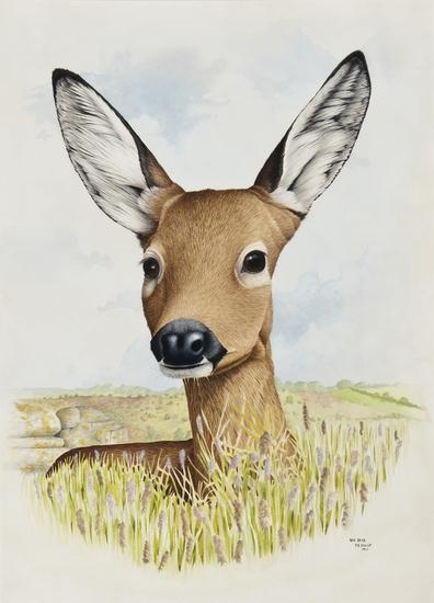 Artwork by Paul H. Hislop, Roe Deer, Made of watercolour