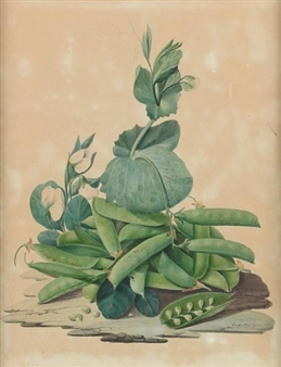 8 works: Studies of fruit and vegetables - Giuseppe Trani