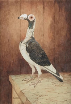 Darwin Pigeon, English Carrier - Harry Hoyle