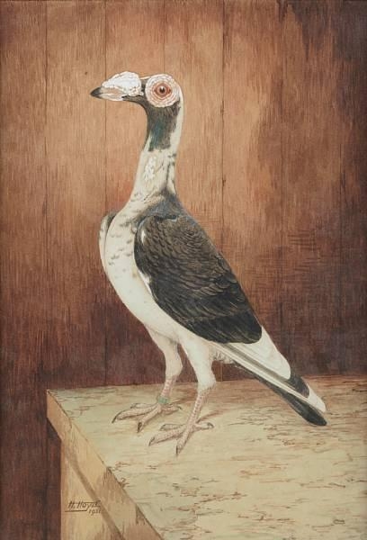 Artwork by Harry Hoyle, Darwin Pigeon, English Carrier, Made of watercolour heightened with white
