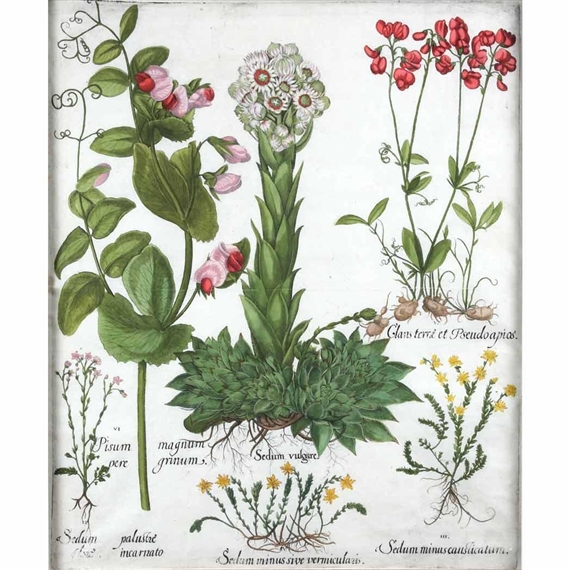 Sedum Vulgare by Basilius Besler, 1613
