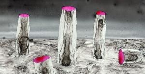Thomas Michel: Cyclus Cerealis - Galerie Frenhofer