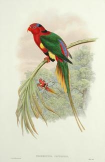 Charmosyna Papuensis (Papuan Lorikeet) by John Gould
