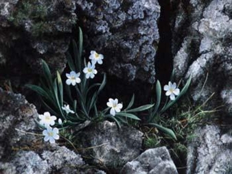 Still life with white flower in rocky outcrop - Ann Soper