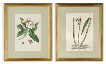 TEN COLOURED LITHOGRAPH PRINTS OF FLOWERS - M.A. Burnett