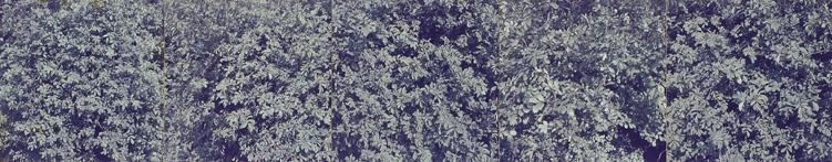 Artwork by Jan Dibbets, Collage of brushwood, Made of Collage of colour photographs