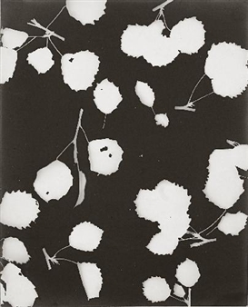 2 WORKS: UNTITLED (PHOTOGRAMS) - Lou Bonin - Tchimoukoff