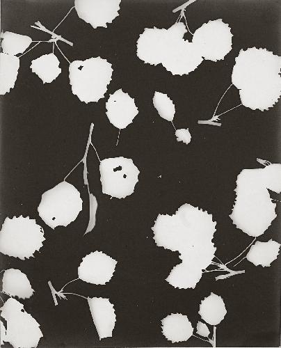 Artwork by Lou Bonin - Tchimoukoff, 2 WORKS: UNTITLED (PHOTOGRAMS), Made of Vintage gelatin silver prints