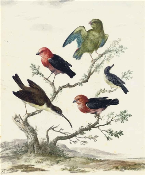 A green parakeet and other birds on branches by German School, 18th Century, 18th Century