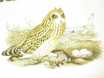 Five works : Birds - Francis Carruthers Gould