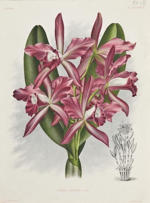4 Works: Selenipedium; Laelia; Habenaria; Cypripedium by Jean Jules Linden, 1885-1901