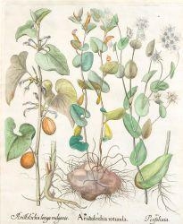 Aristolochia rotunda II by Basilius Besler, circa 1613