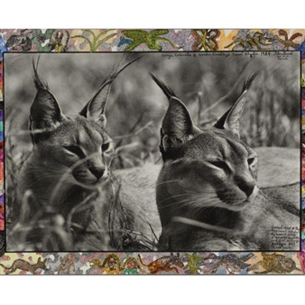 KENYA CARACALS @ WARDEN WOODLEY'S TSAVO HDQUTRS - Peter Beard